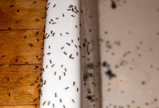 Best Commercial Pest Control Services  in Cartersville, GA