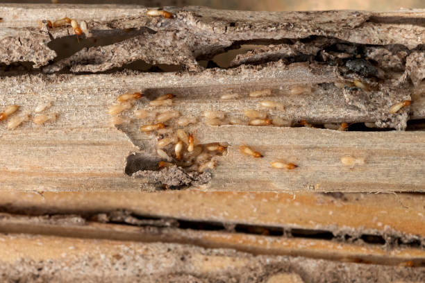 Pest Control Cost in Cartersville, GA