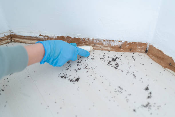 Best Flea Control Services  in Cartersville, GA